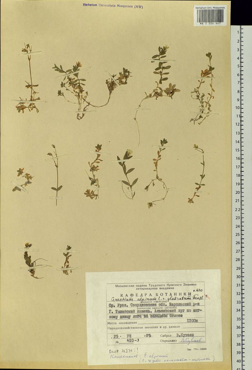 Cerastium alpinum, Eastern Europe, Eastern region (E10) (Russia)