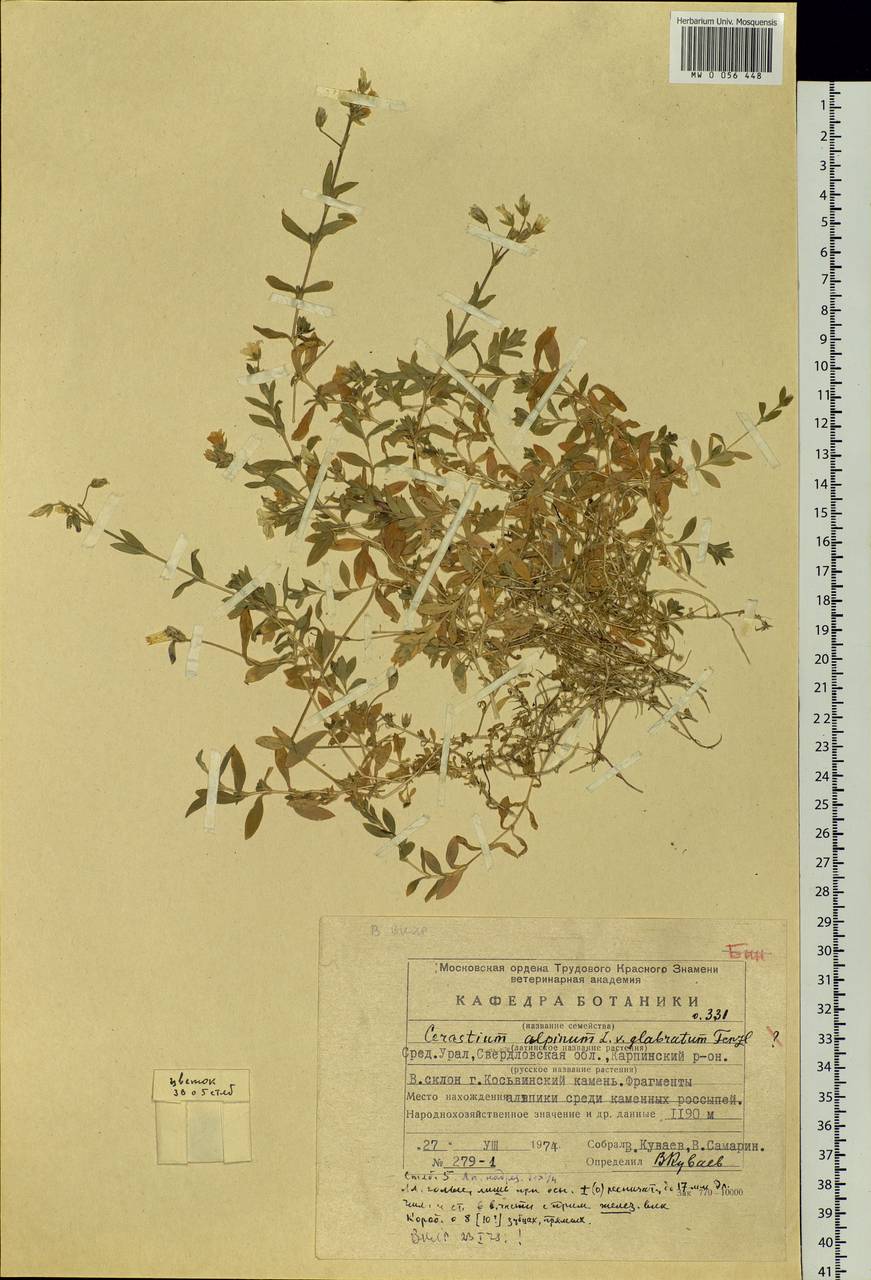 Cerastium alpinum, Eastern Europe, Eastern region (E10) (Russia)