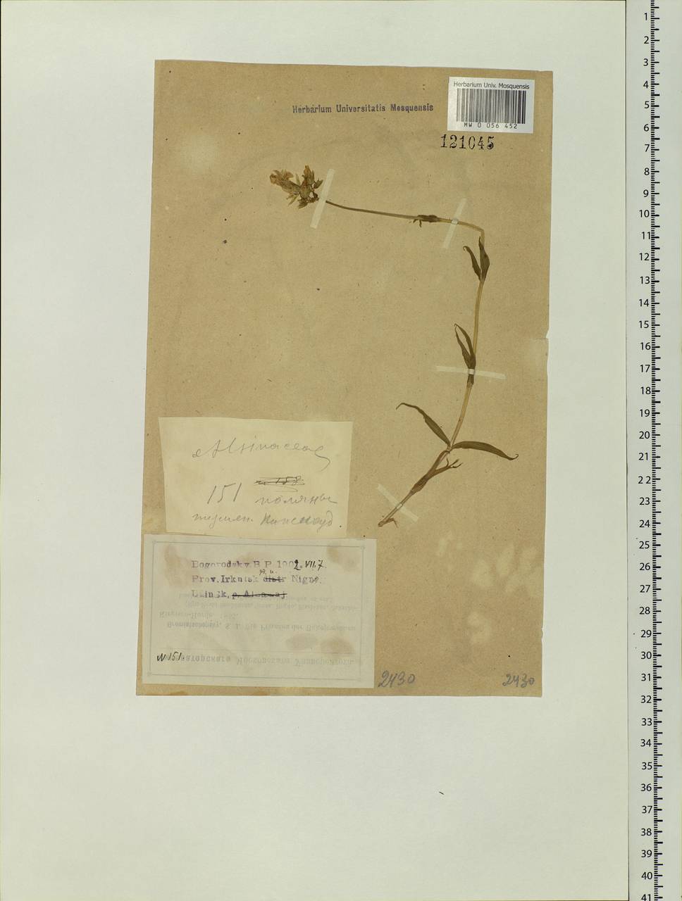 Cerastium, Siberia, Baikal & Transbaikal region (S4) (Russia)