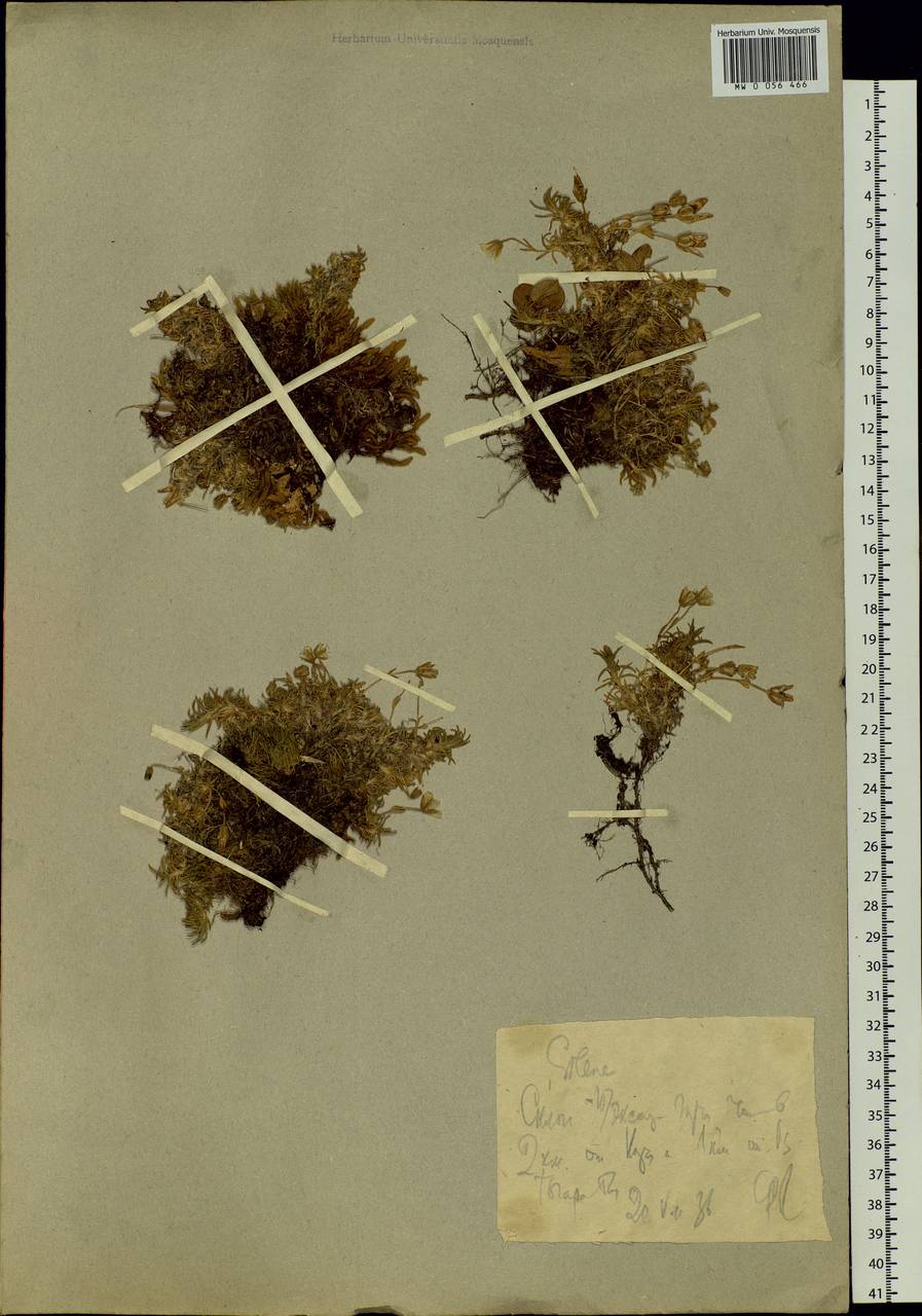 Cerastium, Siberia, Western Siberia (S1) (Russia)