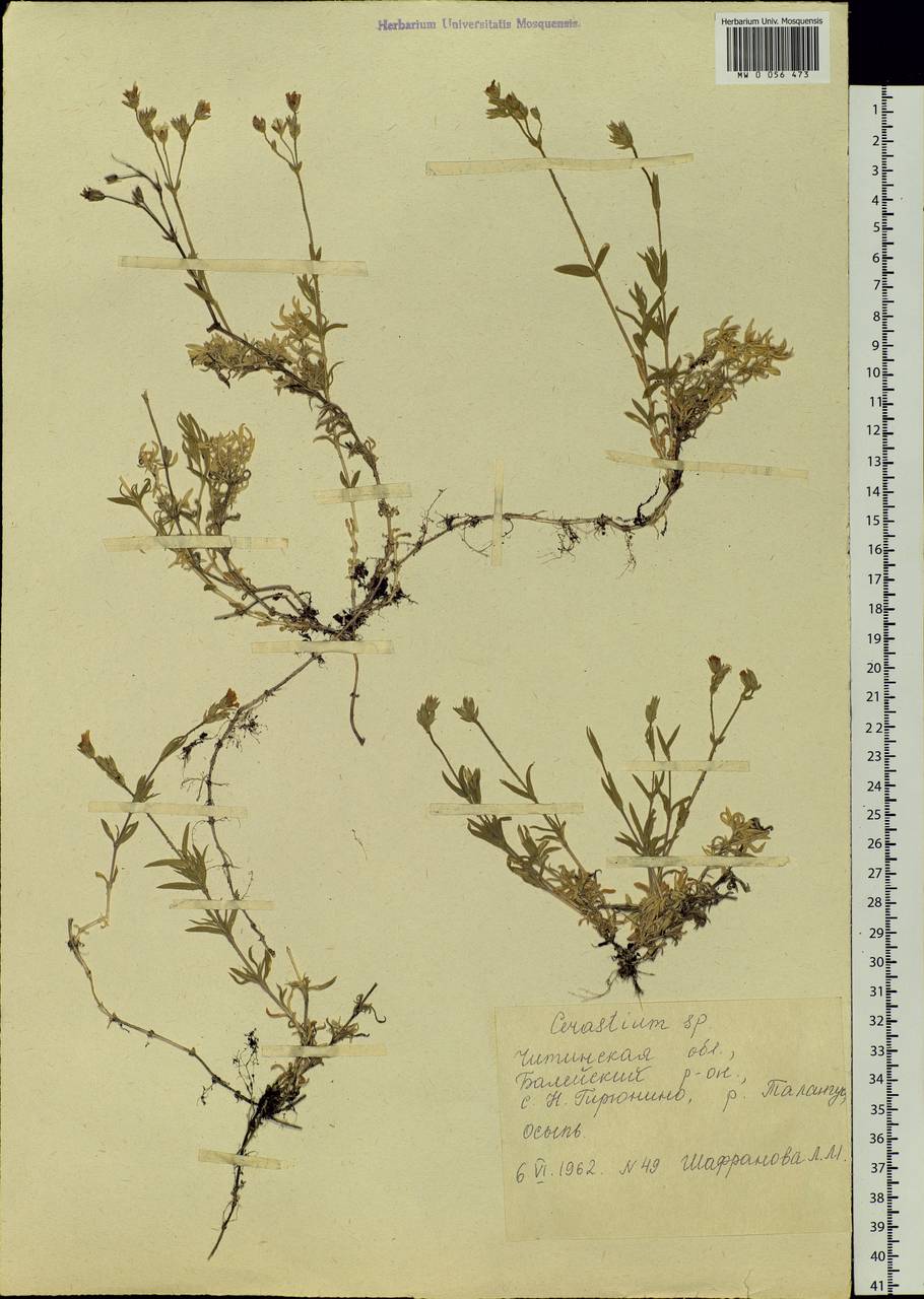 Cerastium, Siberia, Baikal & Transbaikal region (S4) (Russia)