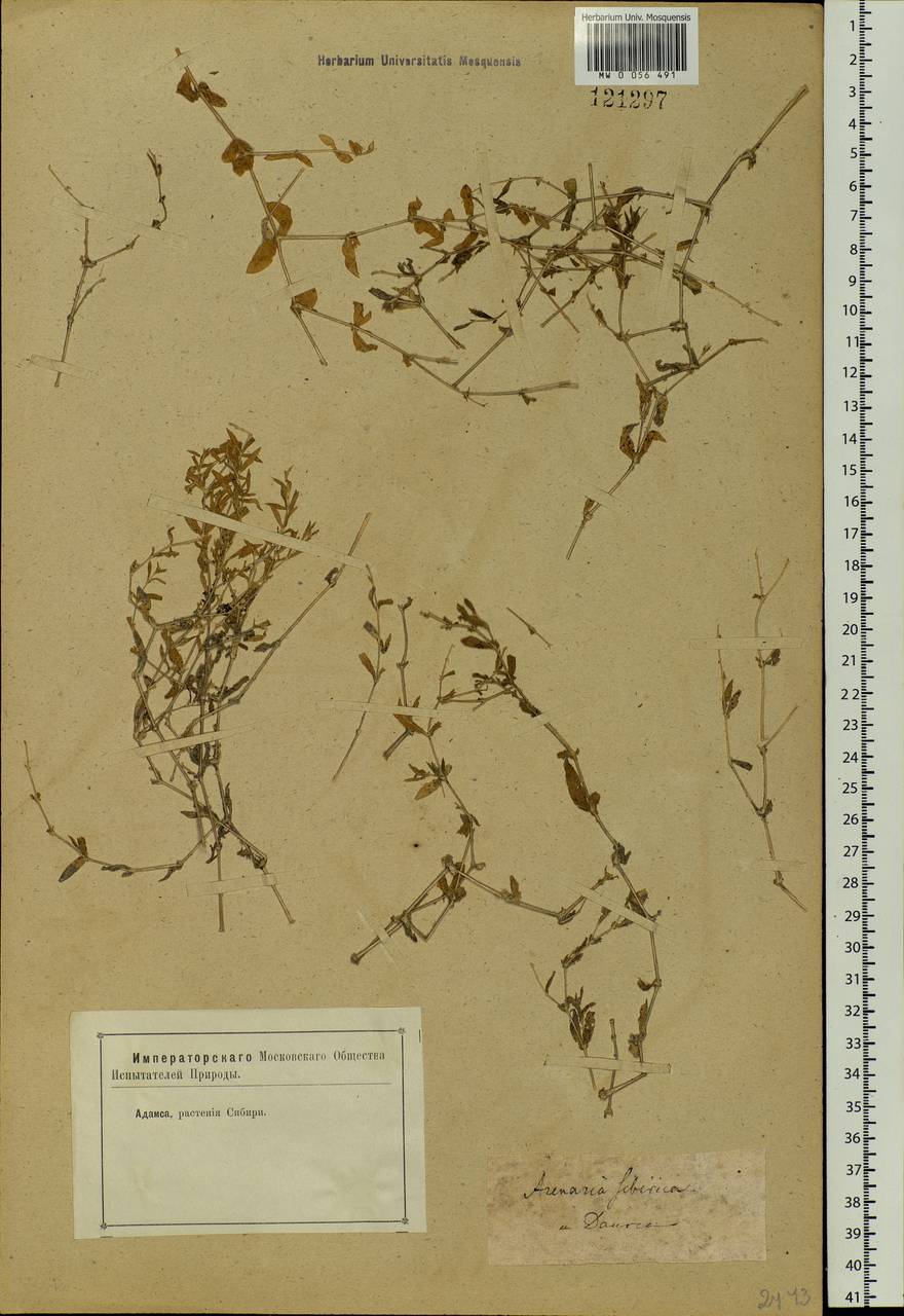 Cerastium, Siberia, Baikal & Transbaikal region (S4) (Russia)