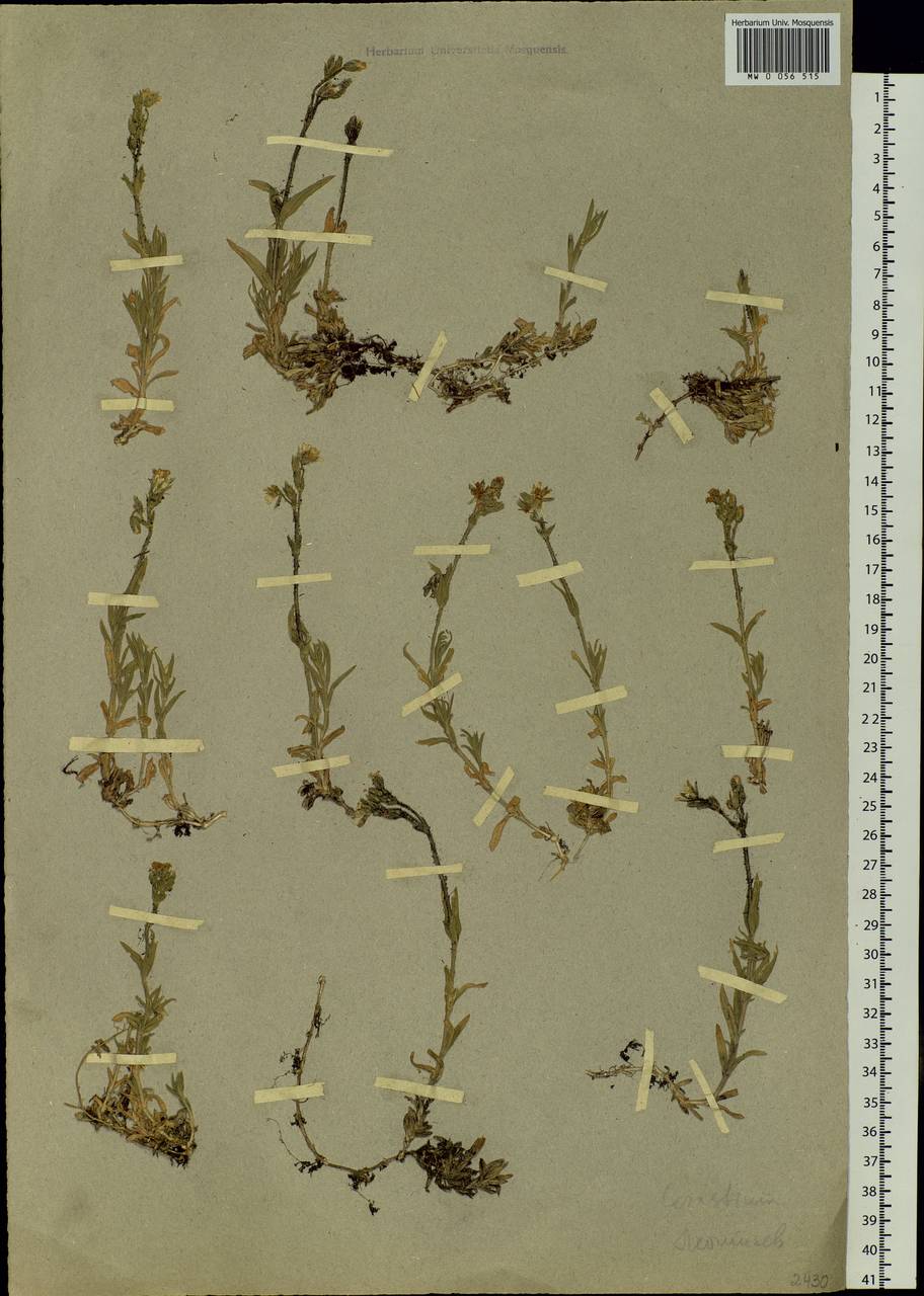 Cerastium, Siberia (no precise locality) (S0) (Russia)
