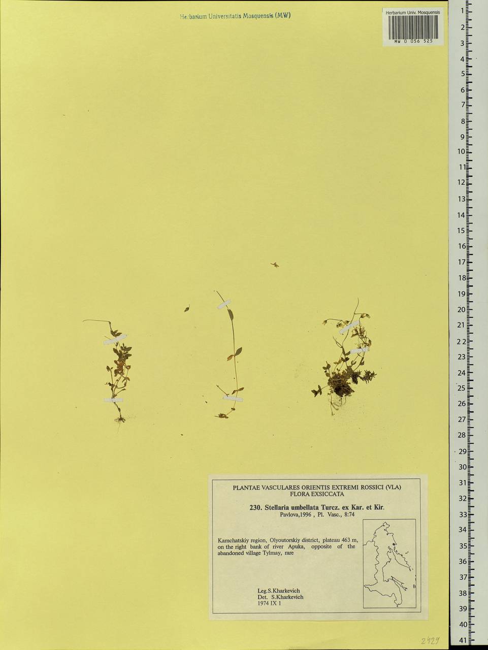 Stellaria irrigua Bunge, Siberia, Chukotka & Kamchatka (S7) (Russia)