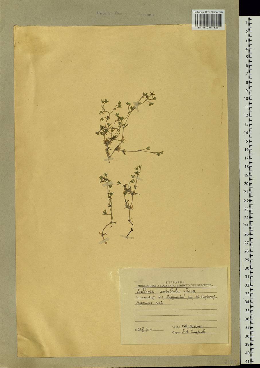 Stellaria irrigua Bunge, Siberia, Baikal & Transbaikal region (S4) (Russia)