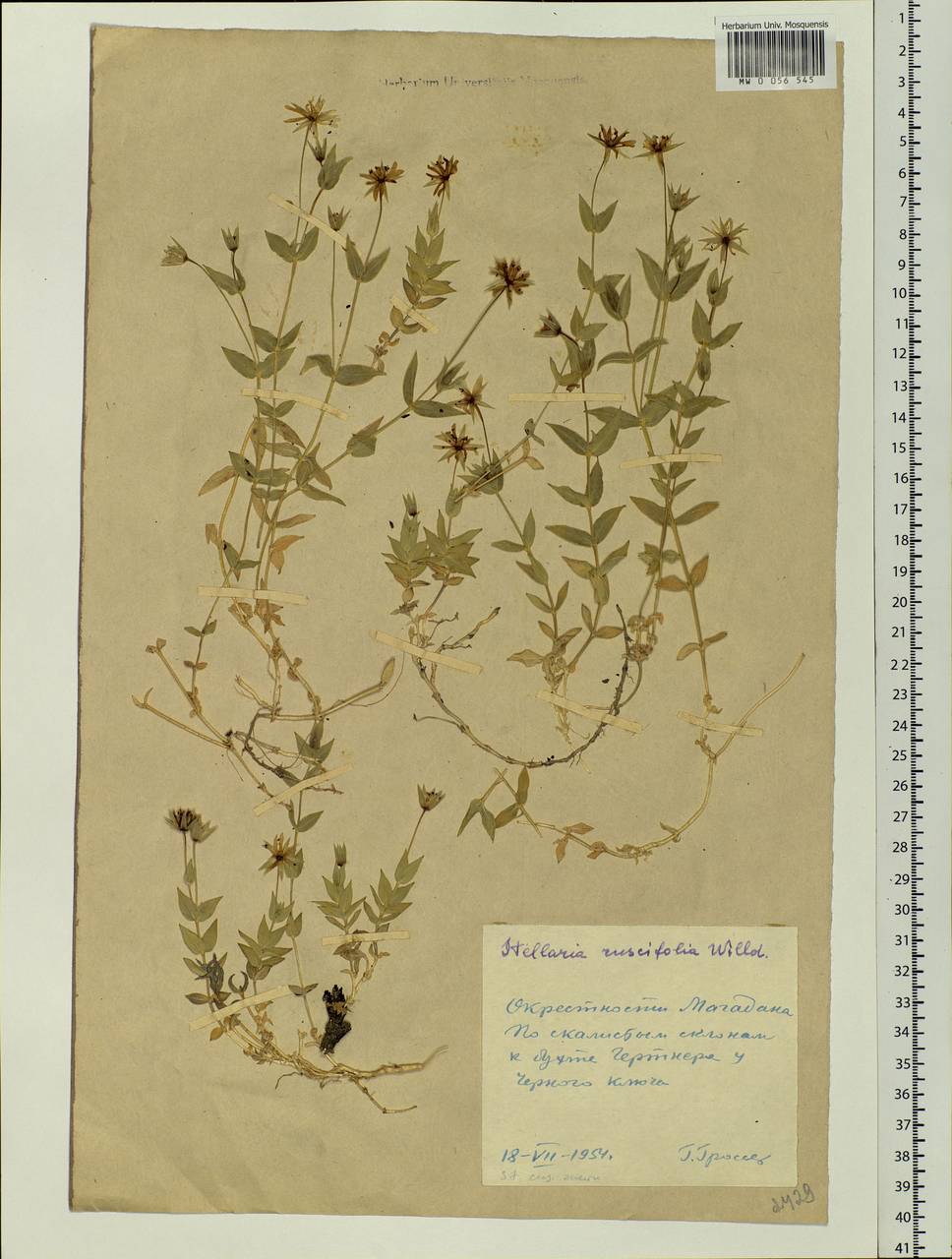 Stellaria ruscifolia Pall. ex Schltdl., Siberia, Chukotka & Kamchatka (S7) (Russia)
