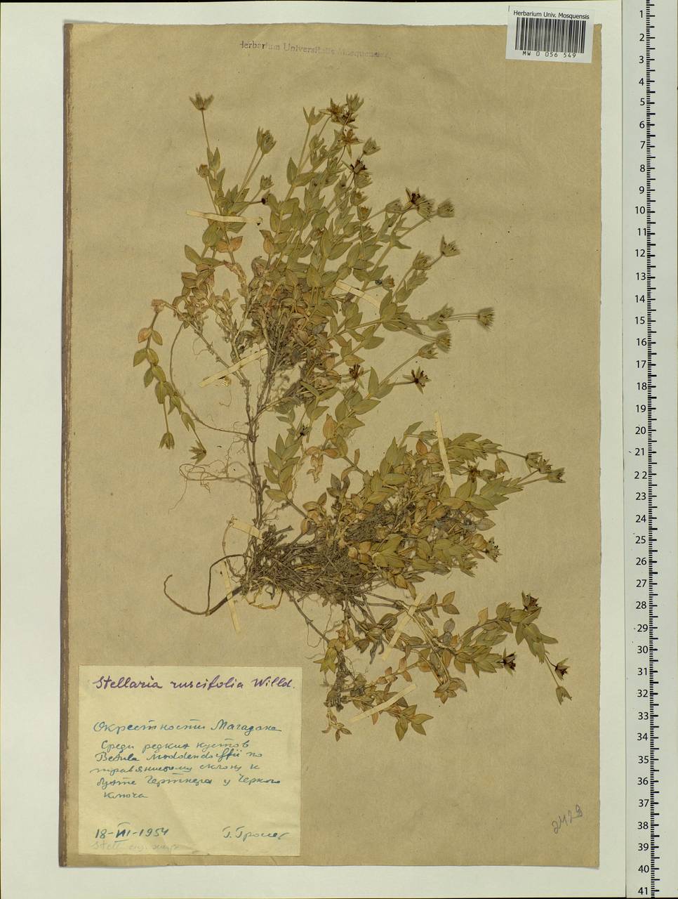 Stellaria ruscifolia Pall. ex Schltdl., Siberia, Chukotka & Kamchatka (S7) (Russia)
