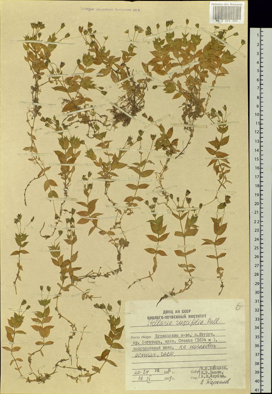 Stellaria ruscifolia Pall. ex D. F. K. Schltdl., Siberia, Russian Far East (S6) (Russia)