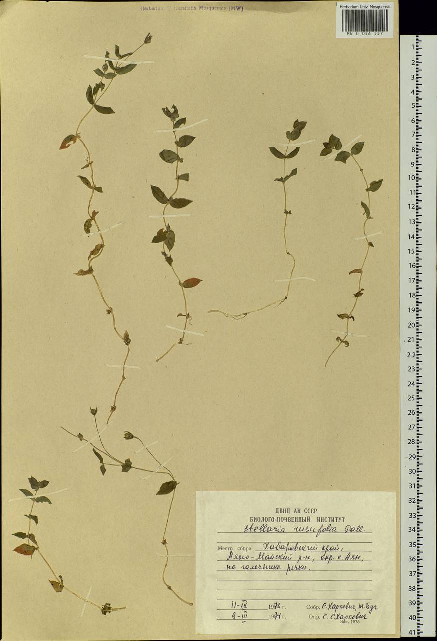 Stellaria ruscifolia Pall. ex D. F. K. Schltdl., Siberia, Russian Far East (S6) (Russia)