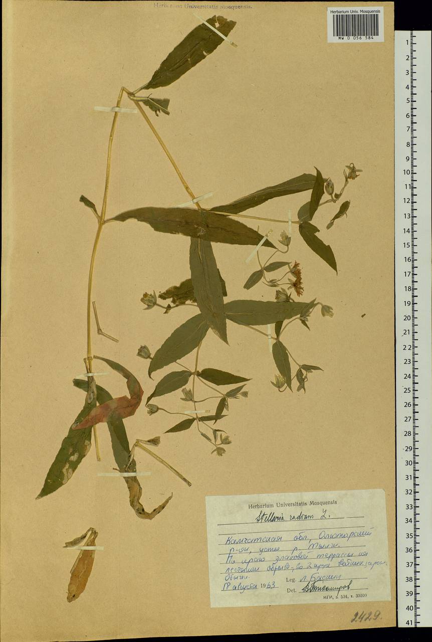 Stellaria radians L., Siberia, Chukotka & Kamchatka (S7) (Russia)