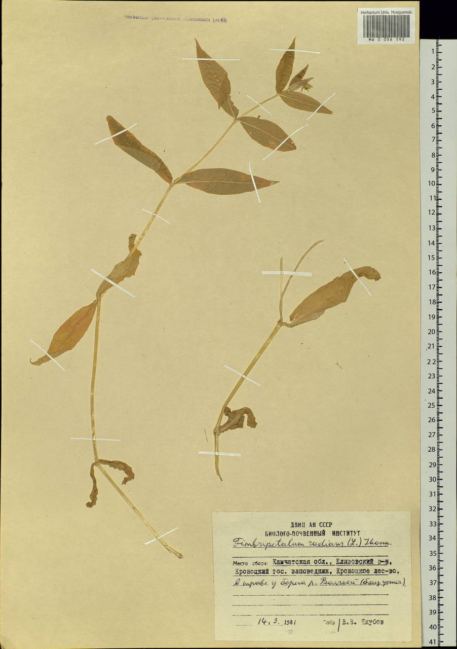 Stellaria radians L., Siberia, Chukotka & Kamchatka (S7) (Russia)