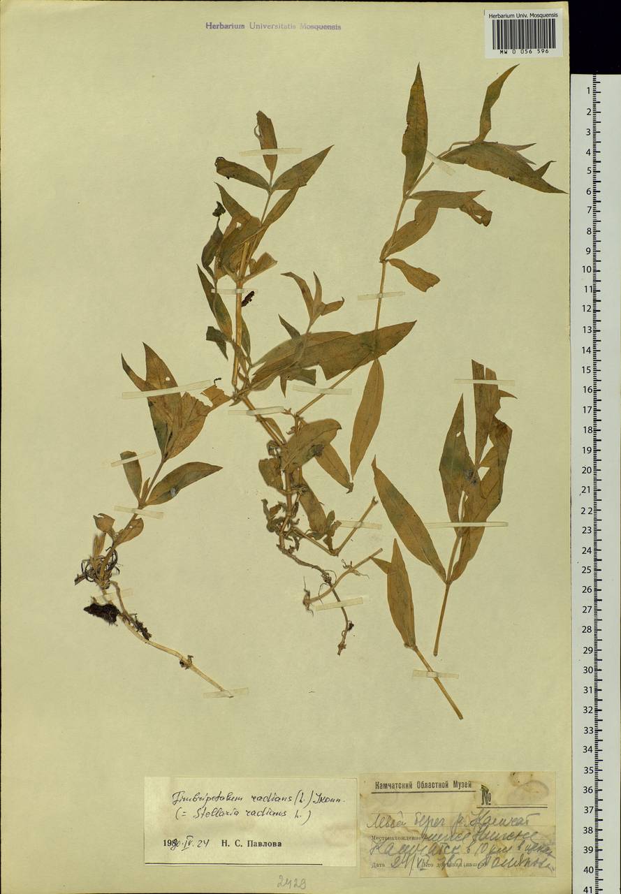 Stellaria radians L., Siberia, Chukotka & Kamchatka (S7) (Russia)