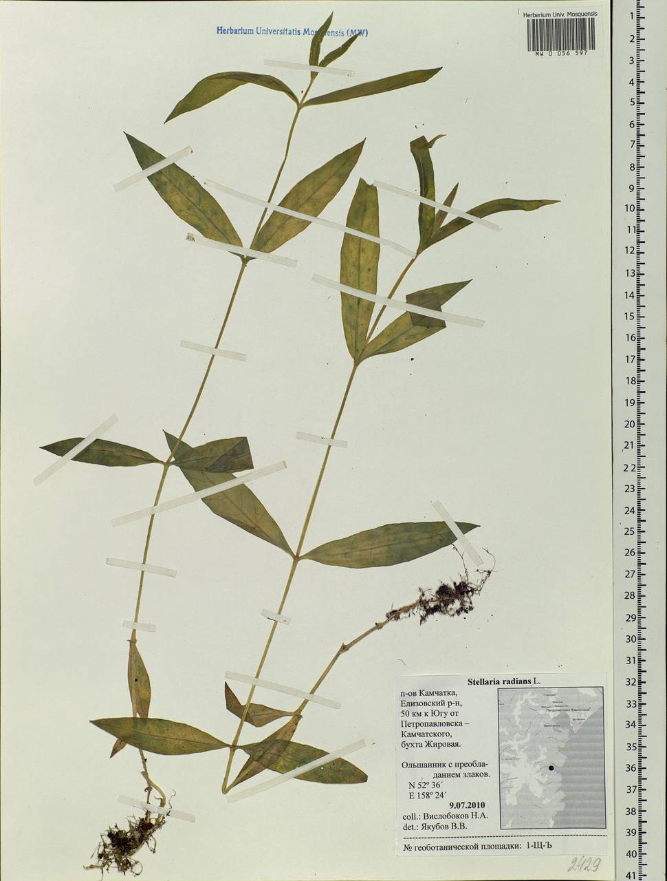 Stellaria radians L., Siberia, Chukotka & Kamchatka (S7) (Russia)