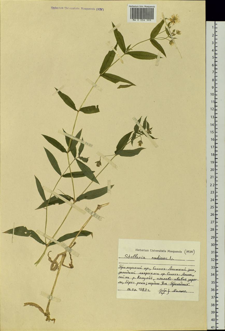 Stellaria radians L., Siberia, Russian Far East (S6) (Russia)