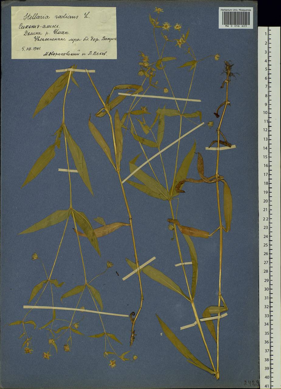 Stellaria radians L., Siberia, Russian Far East (S6) (Russia)