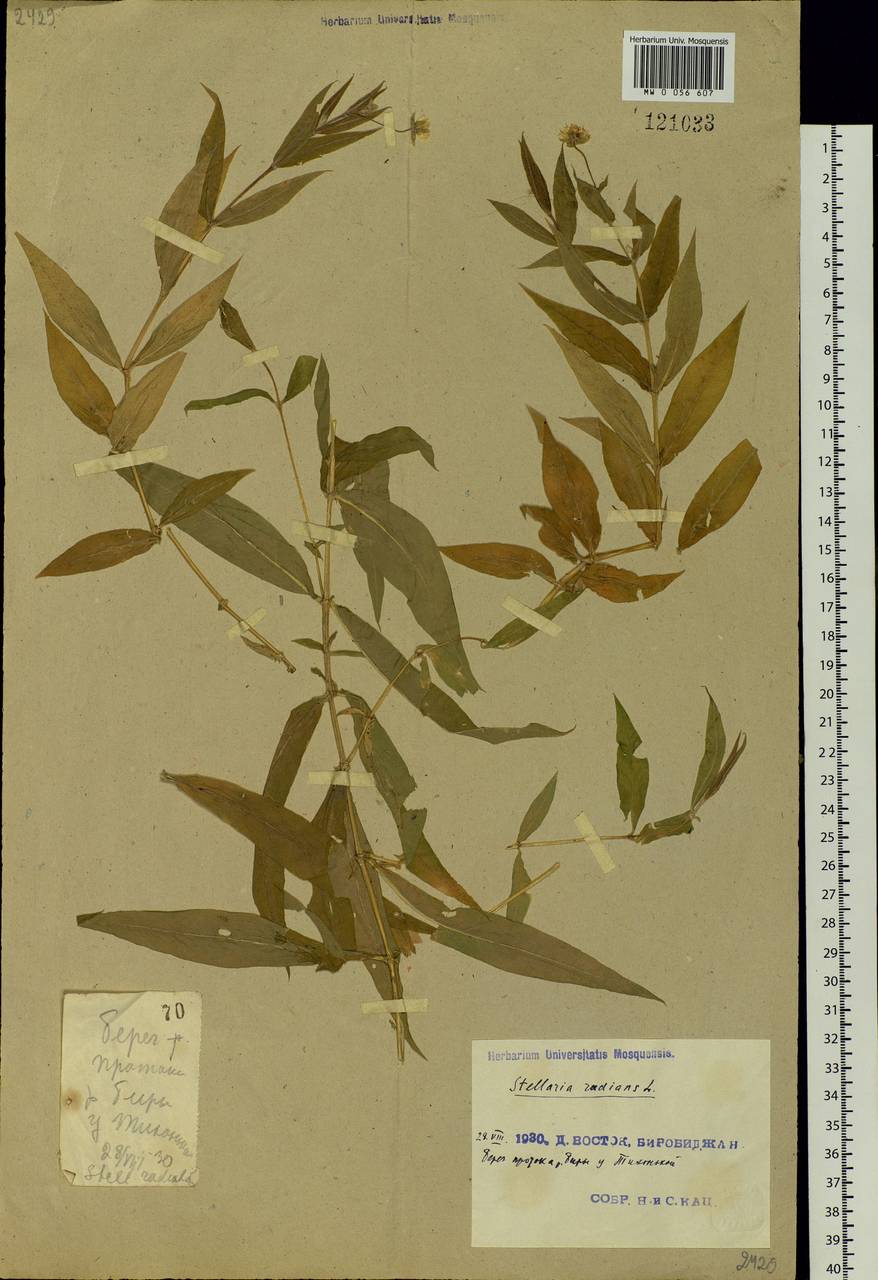Stellaria radians L., Siberia, Russian Far East (S6) (Russia)