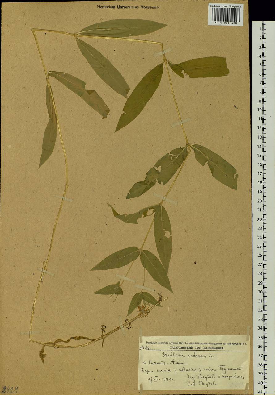 Stellaria radians L., Siberia, Russian Far East (S6) (Russia)