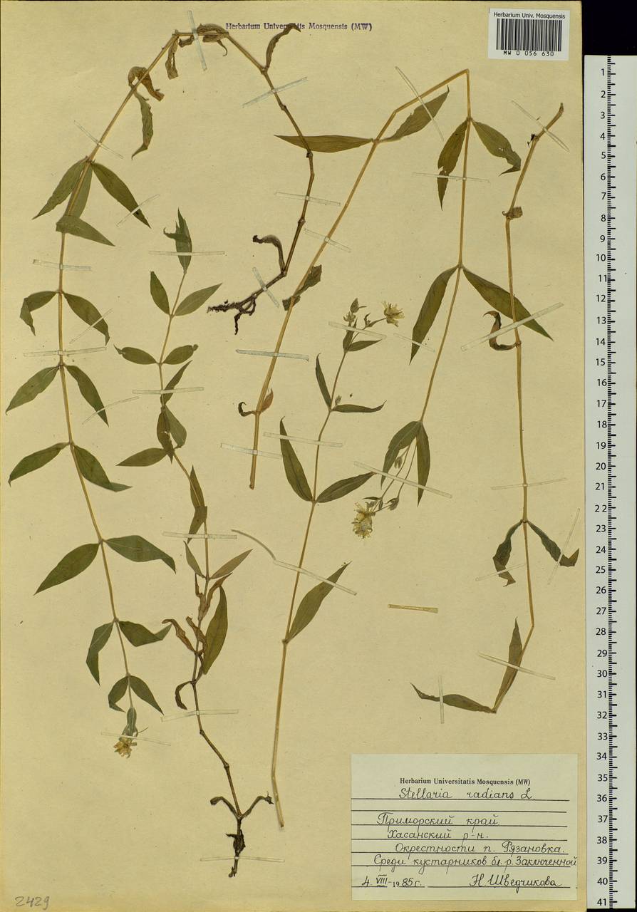 Stellaria radians L., Siberia, Russian Far East (S6) (Russia)