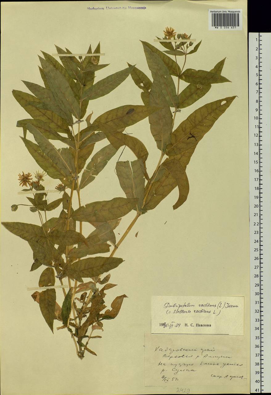 Stellaria radians L., Siberia, Russian Far East (S6) (Russia)