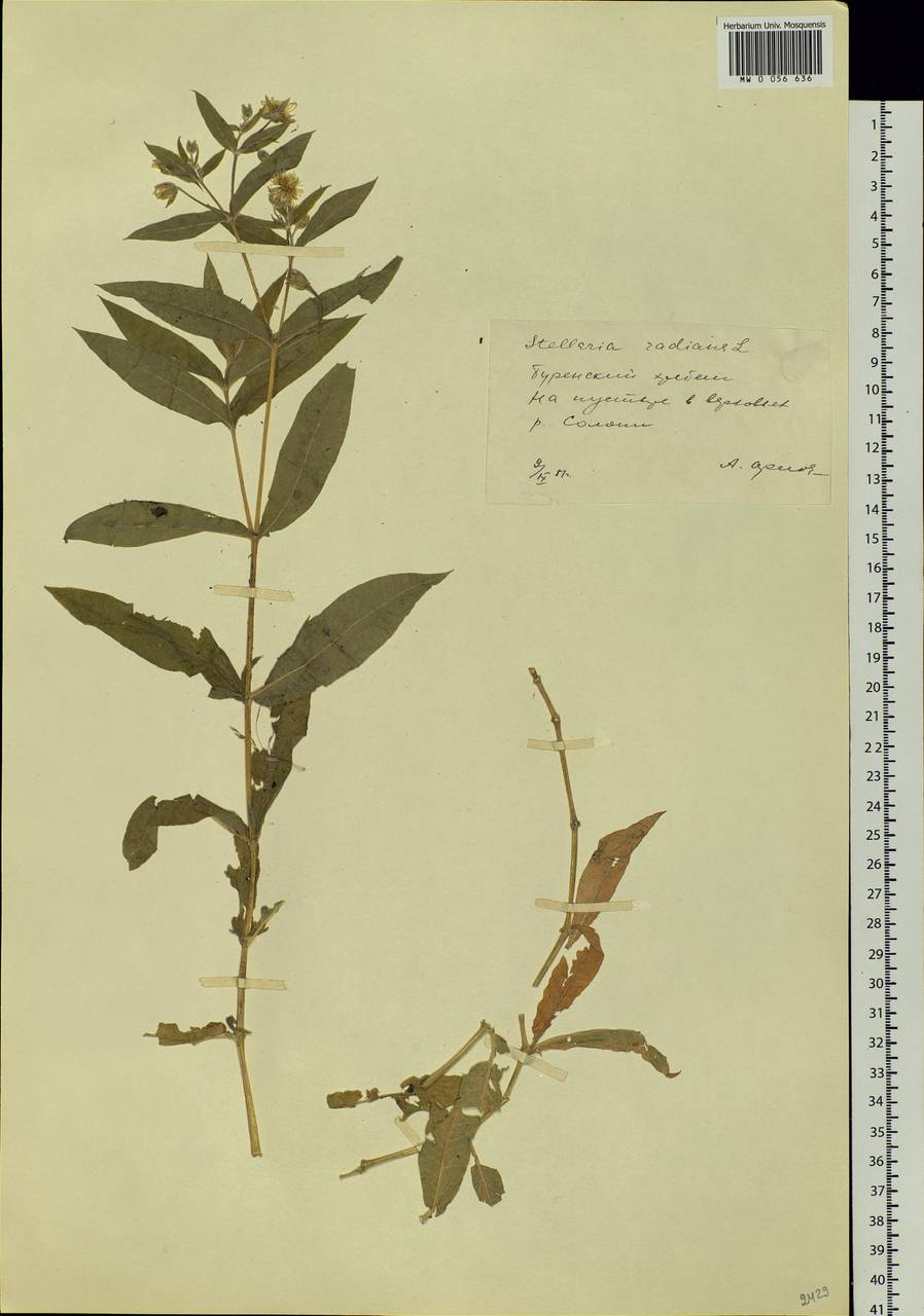 Stellaria radians L., Siberia, Russian Far East (S6) (Russia)