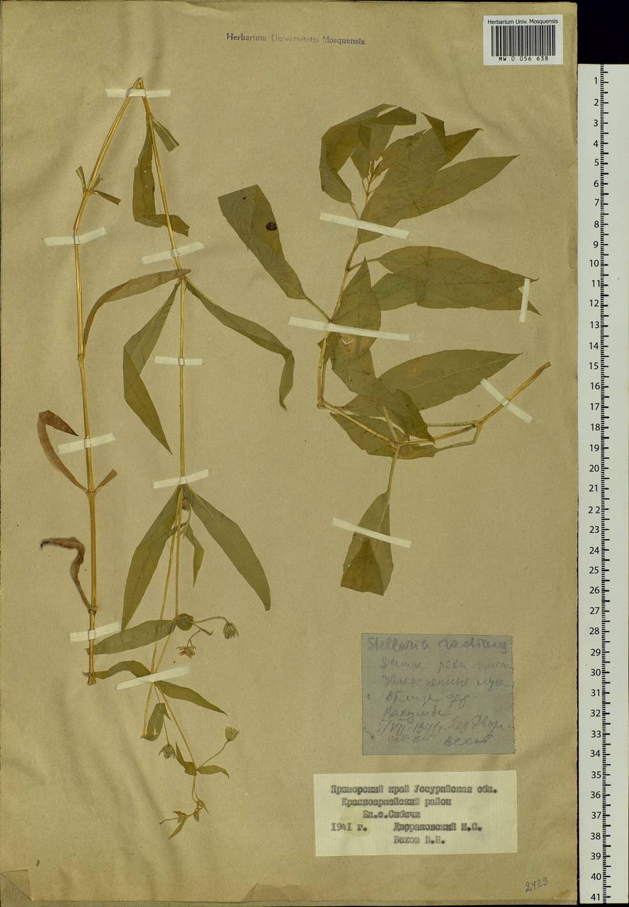 Stellaria radians L., Siberia, Russian Far East (S6) (Russia)