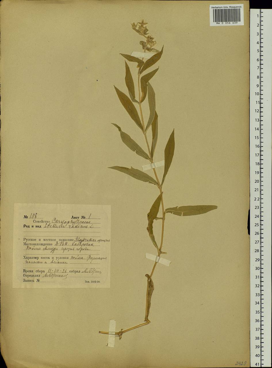 Stellaria radians L., Siberia, Russian Far East (S6) (Russia)