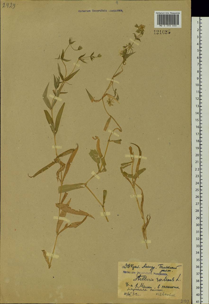 Stellaria radians L., Siberia, Russian Far East (S6) (Russia)