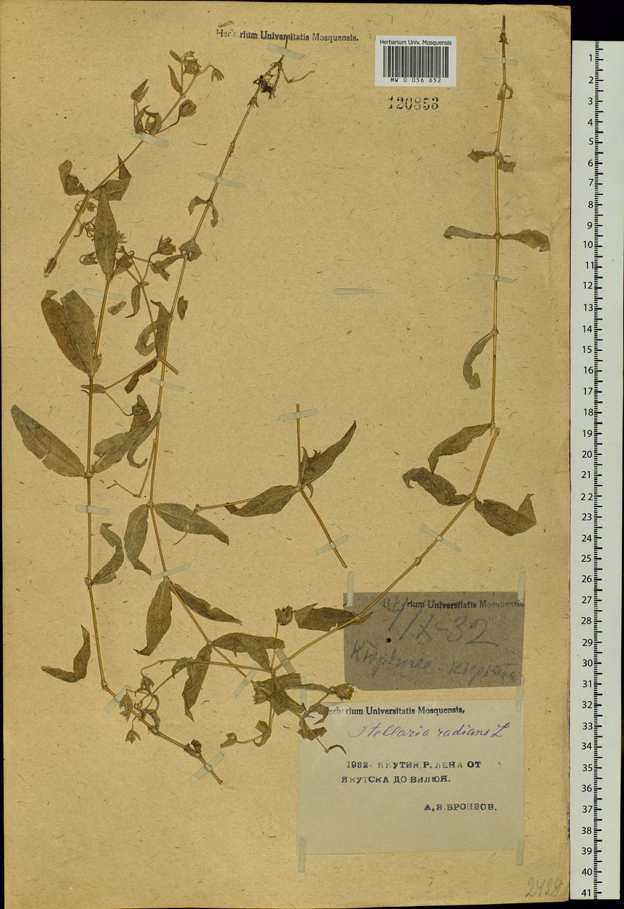 Stellaria radians L., Siberia, Yakutia (S5) (Russia)