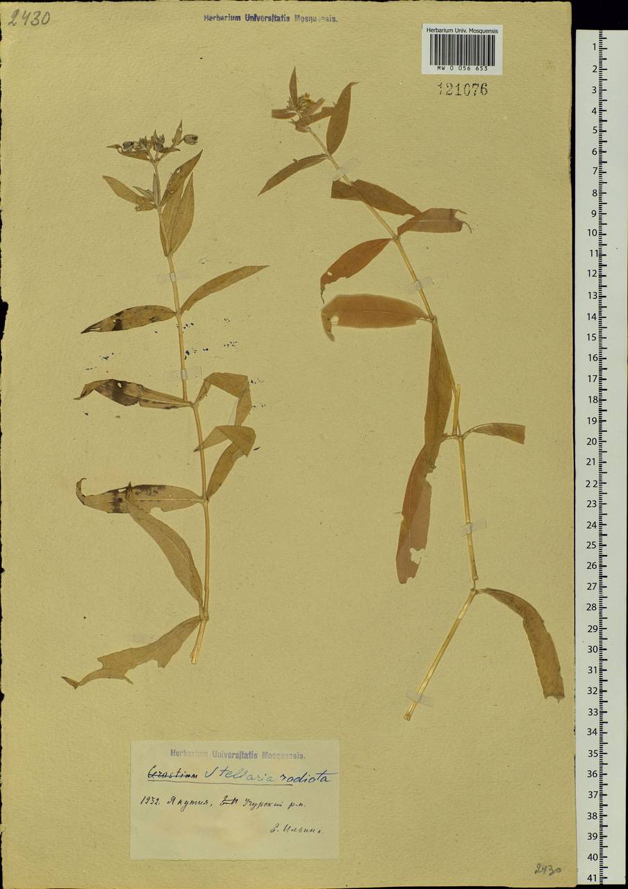 Stellaria radians L., Siberia, Yakutia (S5) (Russia)