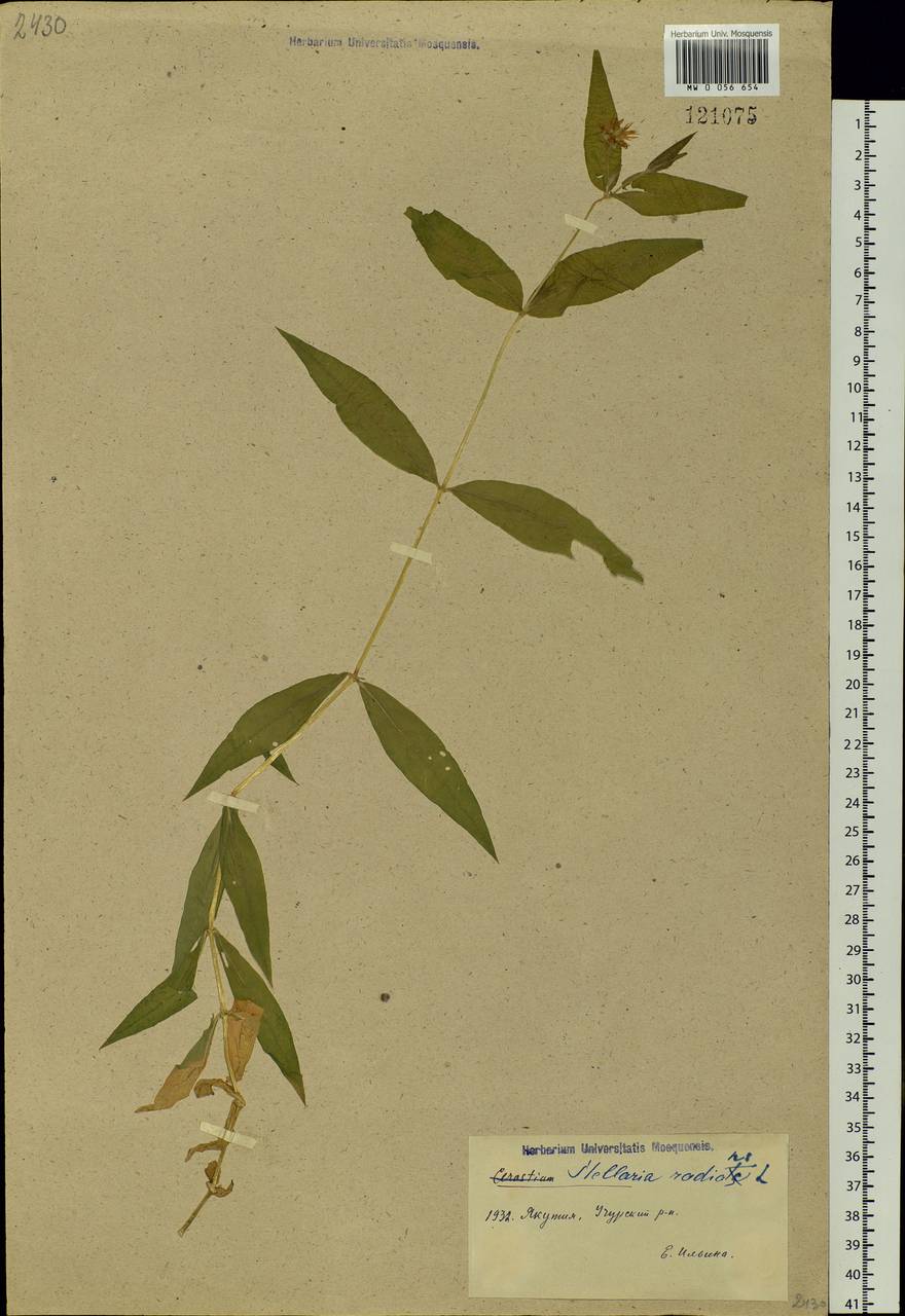 Stellaria radians L., Siberia, Yakutia (S5) (Russia)