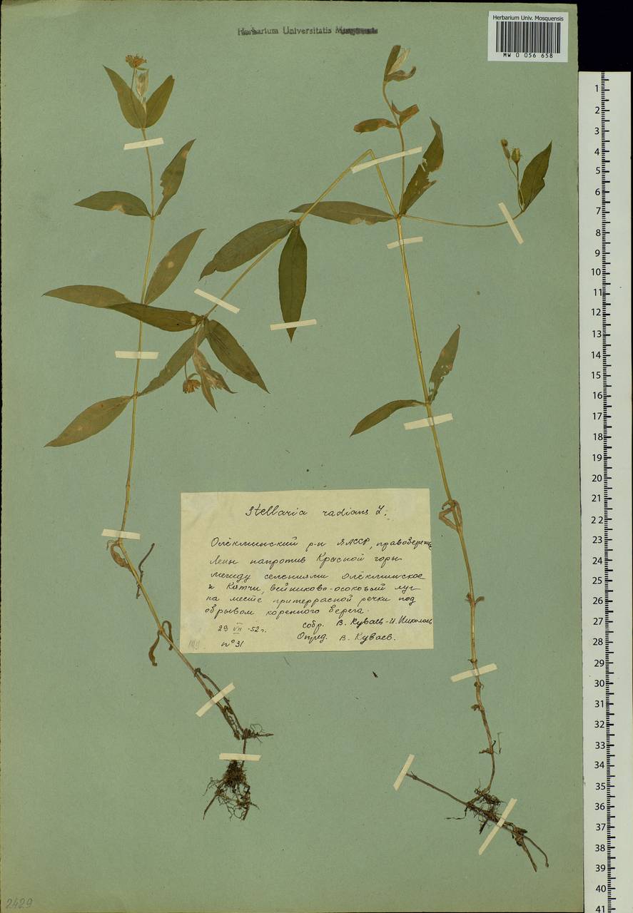 Stellaria radians L., Siberia, Yakutia (S5) (Russia)