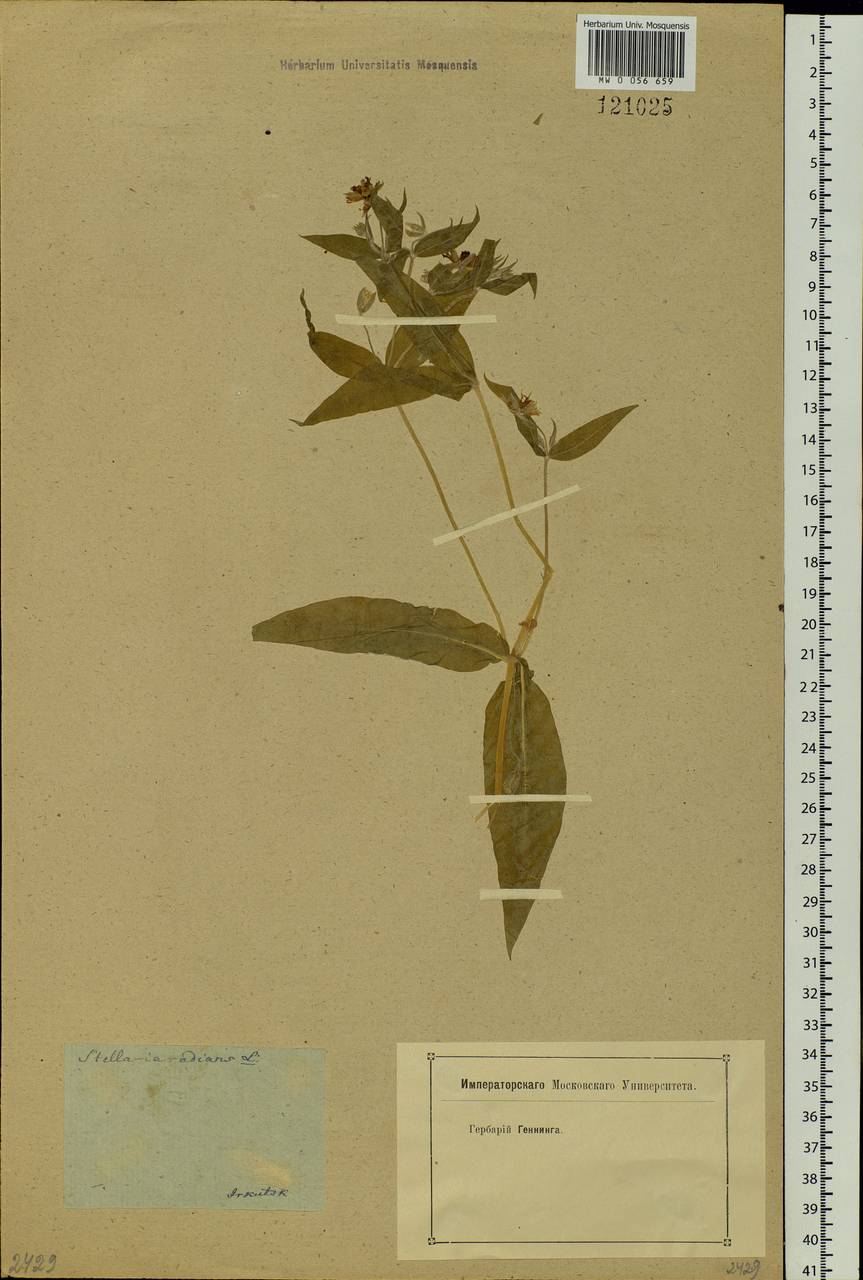 Stellaria radians L., Siberia, Baikal & Transbaikal region (S4) (Russia)