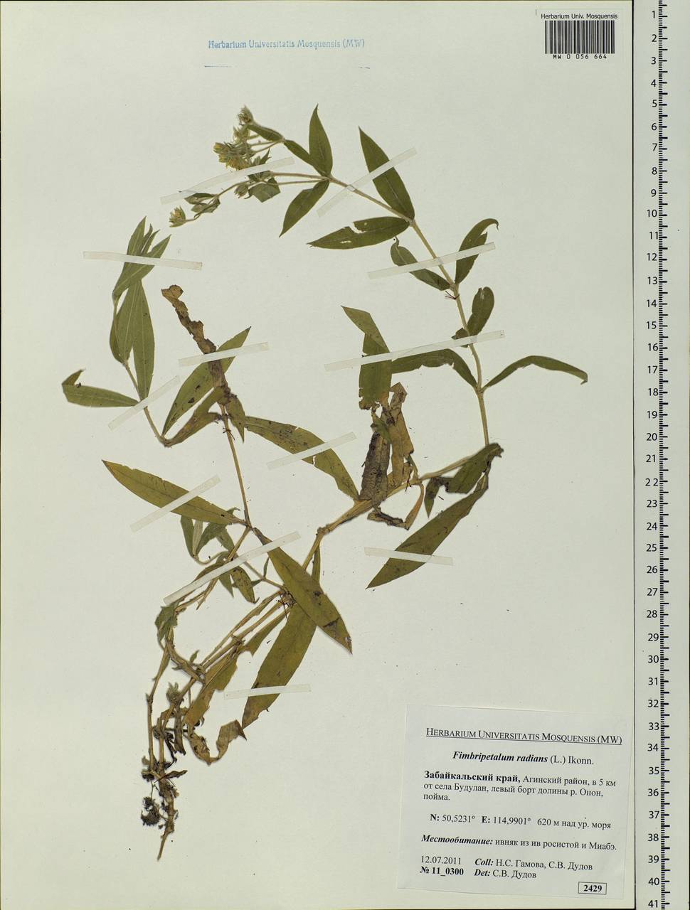 Stellaria radians L., Siberia, Baikal & Transbaikal region (S4) (Russia)