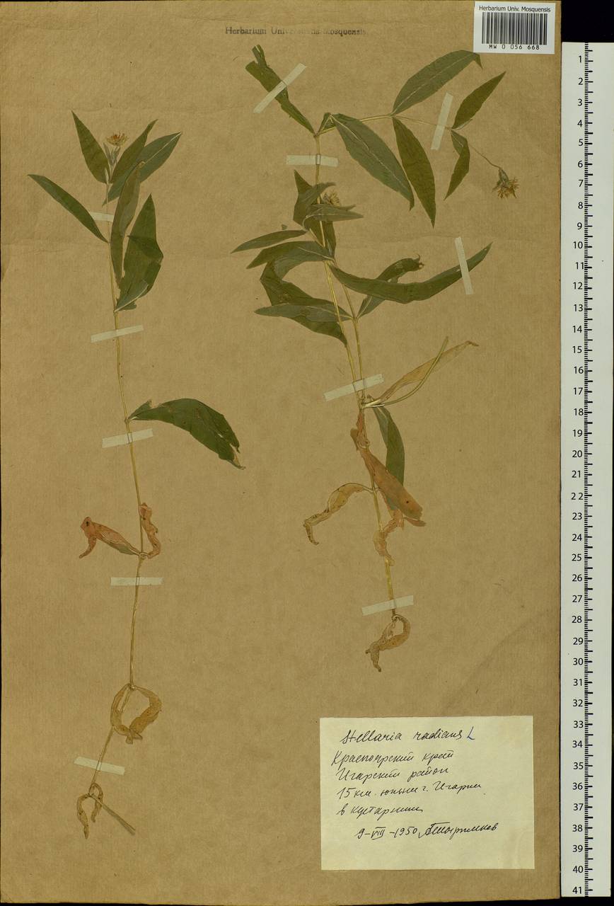 Stellaria radians L., Siberia, Central Siberia (S3) (Russia)