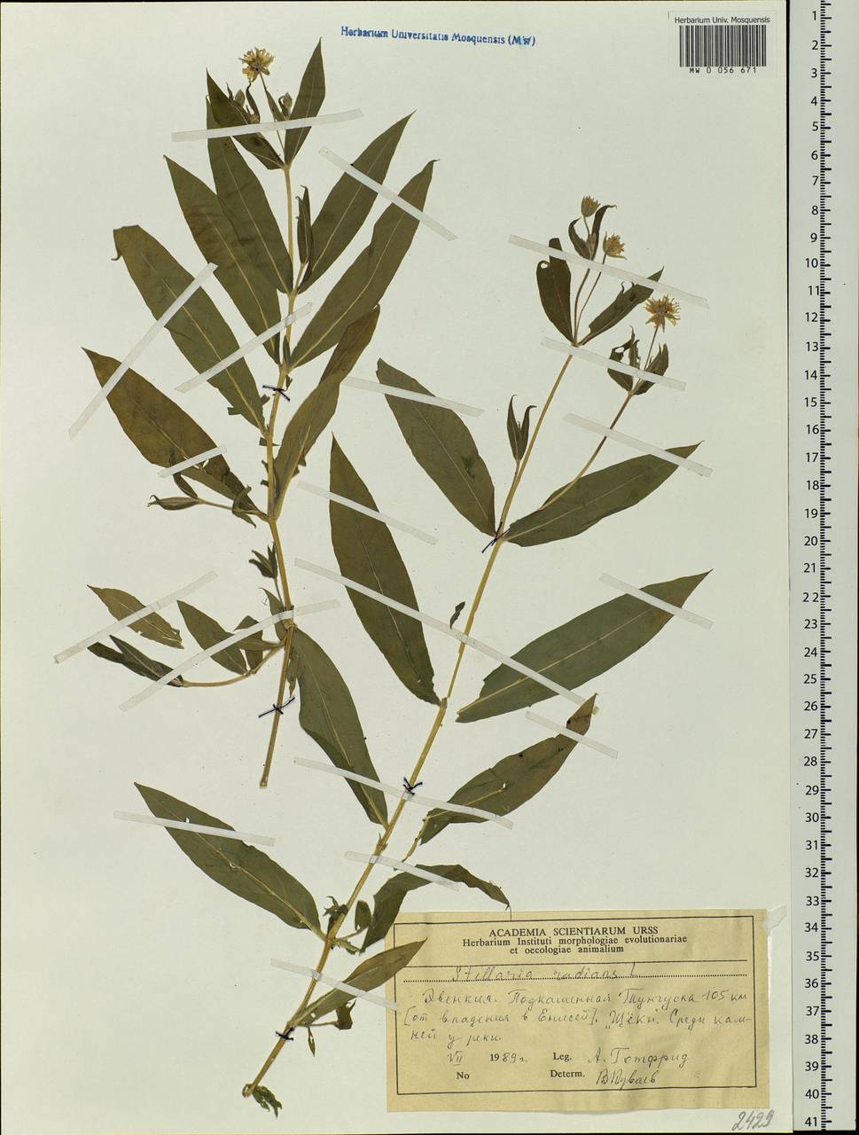 Stellaria radians L., Siberia, Central Siberia (S3) (Russia)