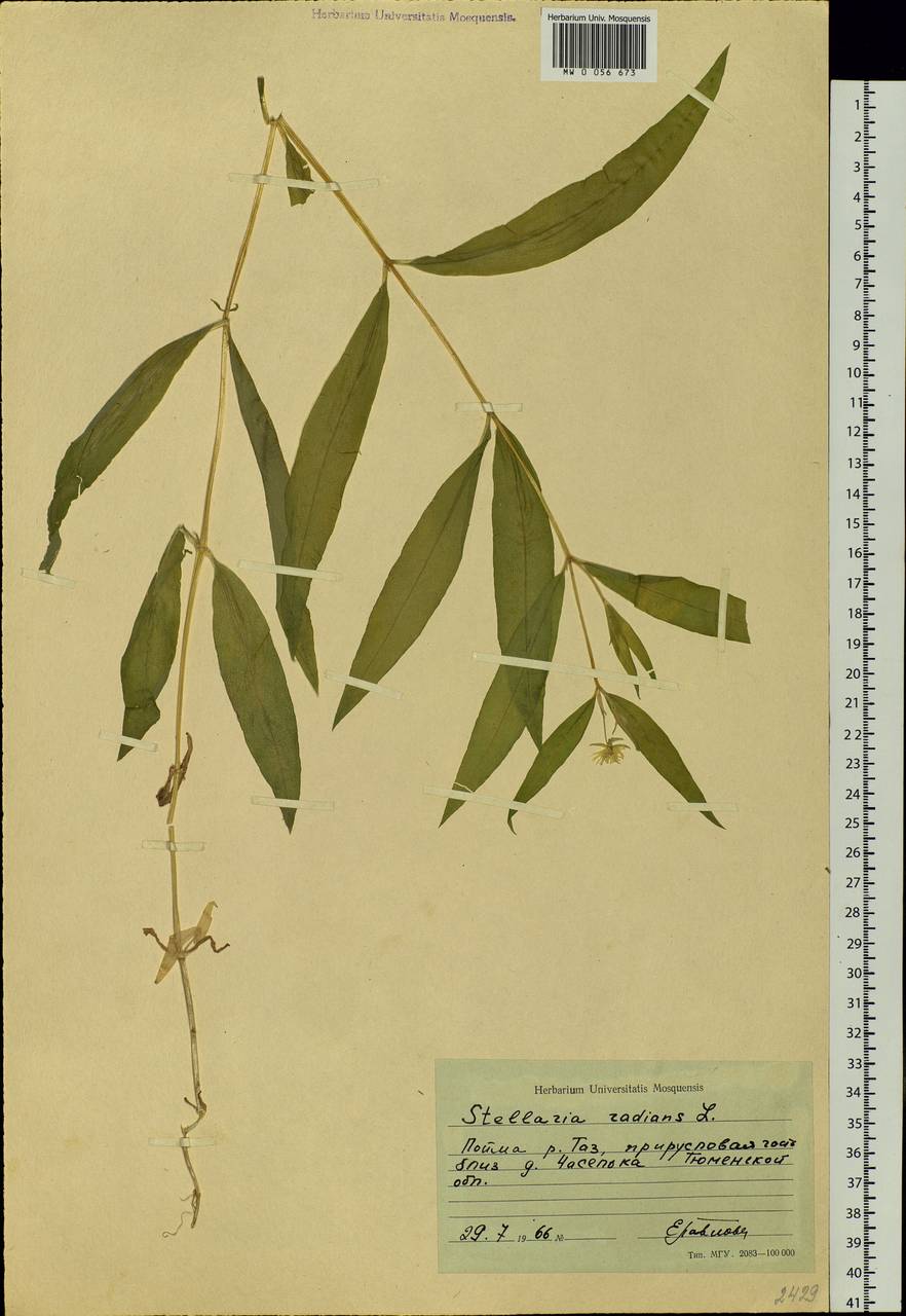 Stellaria radians L., Siberia, Western Siberia (S1) (Russia)