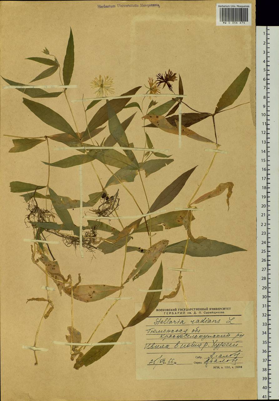 Stellaria radians L., Siberia, Western Siberia (S1) (Russia)