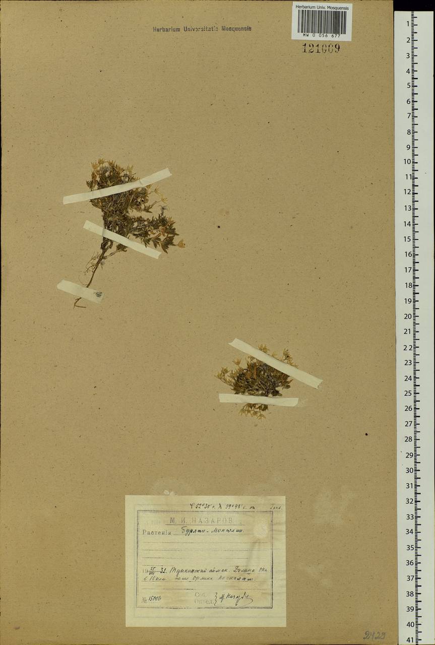 Adenonema petraeum (Bunge) Bunge, Siberia, Baikal & Transbaikal region (S4) (Russia)