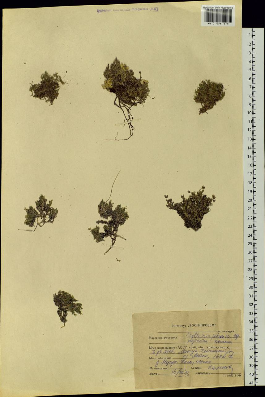Adenonema petraeum (Bunge) Bunge, Siberia, Altai & Sayany Mountains (S2) (Russia)