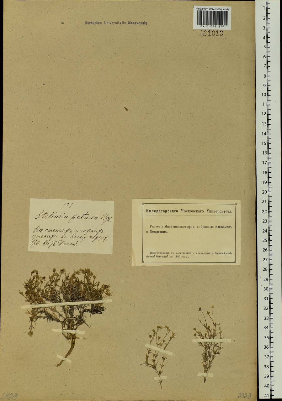 Adenonema petraeum (Bunge) Bunge, Siberia, Altai & Sayany Mountains (S2) (Russia)