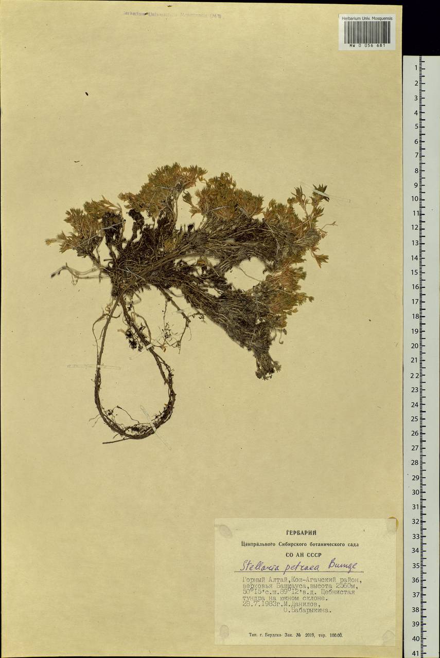 Adenonema petraeum (Bunge) Bunge, Siberia, Altai & Sayany Mountains (S2) (Russia)