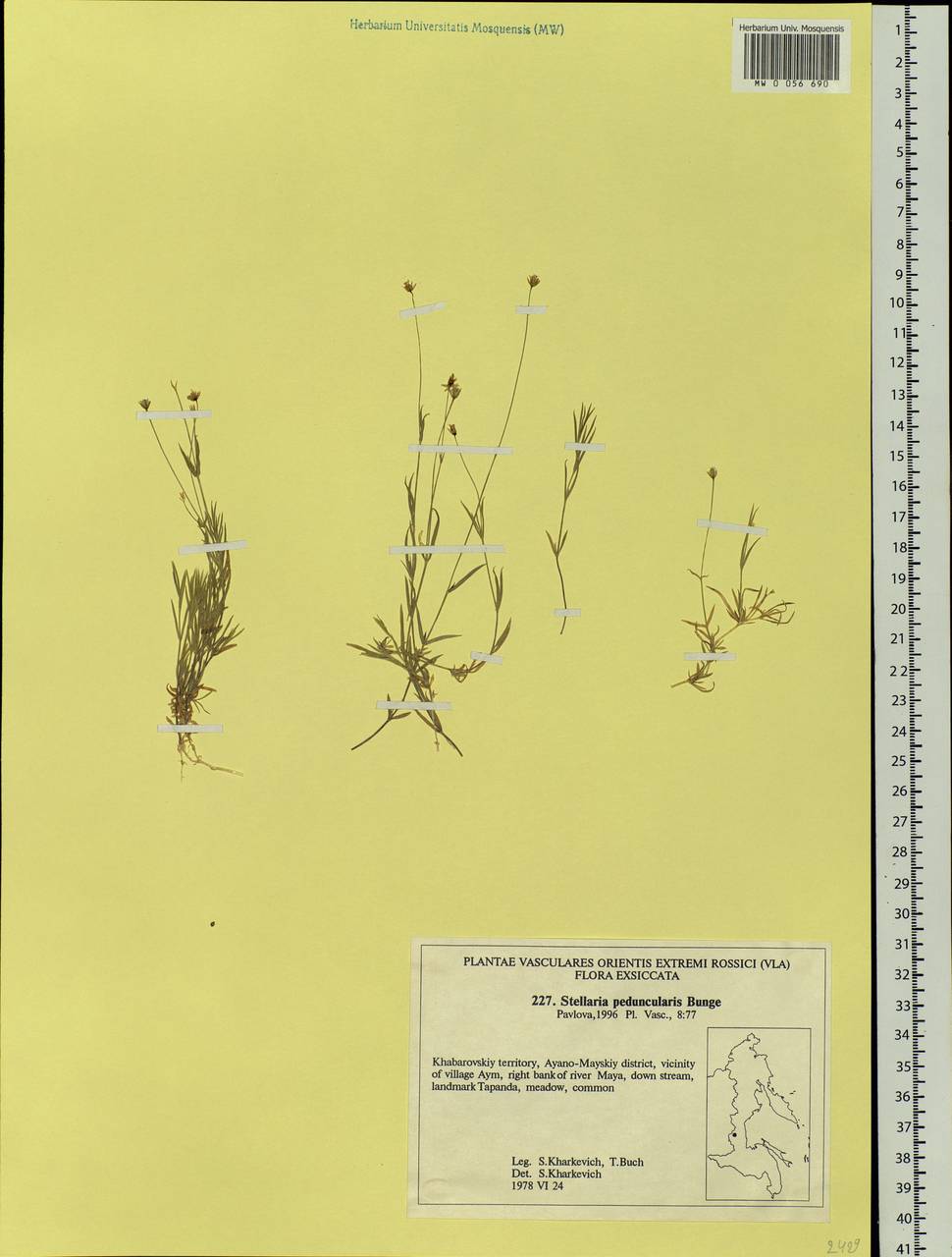 Stellaria peduncularis Bunge, Siberia, Russian Far East (S6) (Russia)