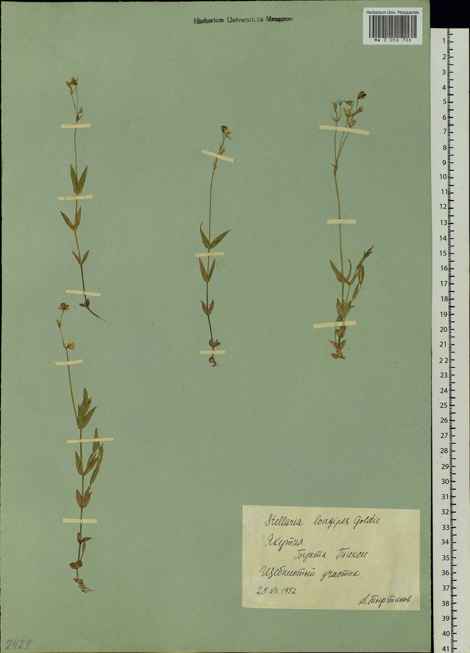 Stellaria peduncularis Bunge, Siberia, Yakutia (S5) (Russia)