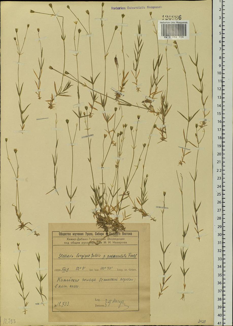 Stellaria peduncularis Bunge, Siberia, Baikal & Transbaikal region (S4) (Russia)