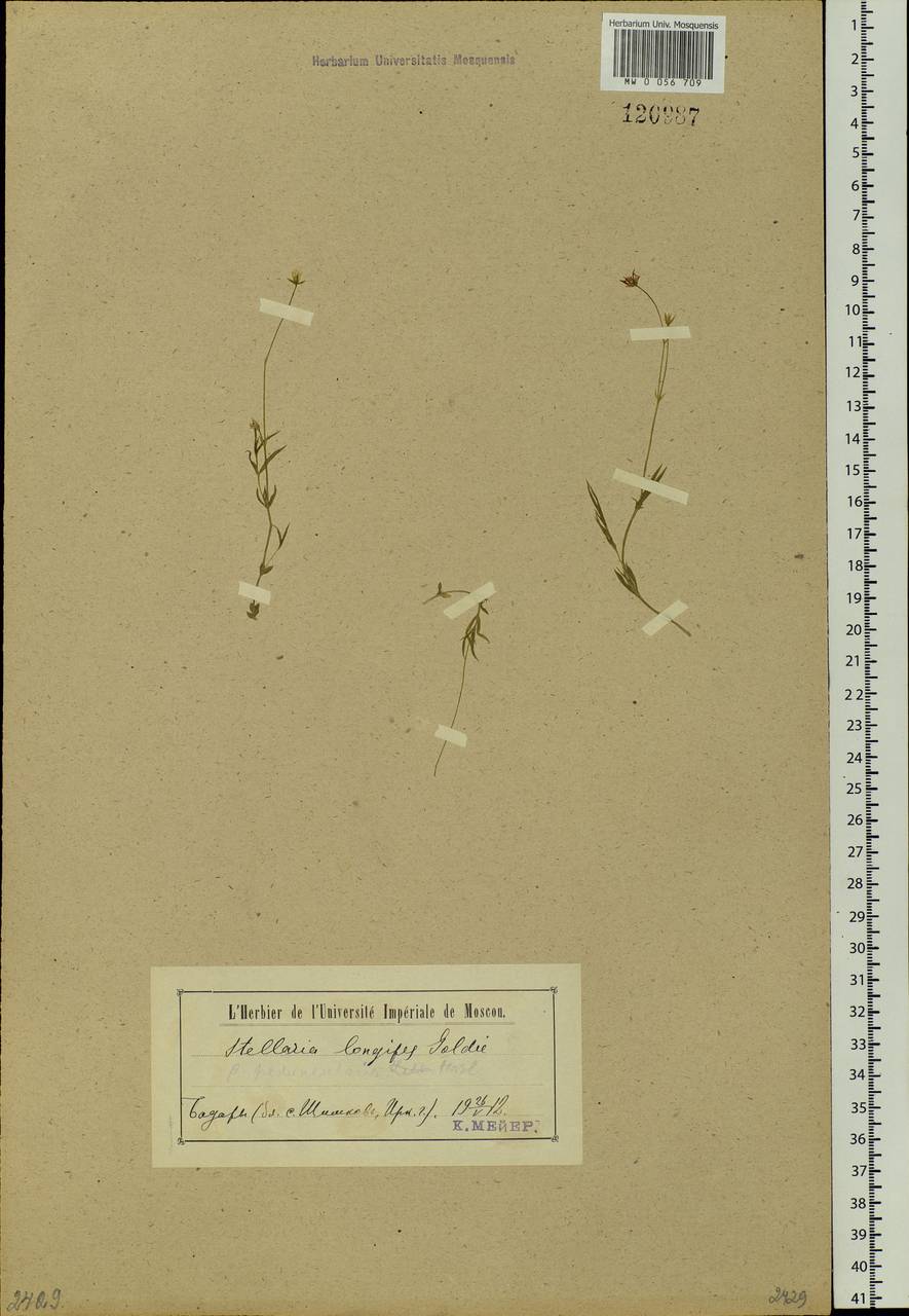 Stellaria peduncularis Bunge, Siberia, Baikal & Transbaikal region (S4) (Russia)