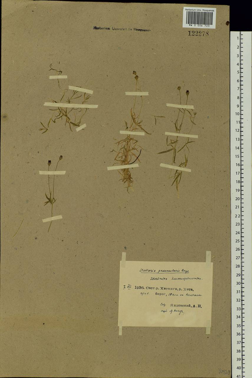 Stellaria peduncularis Bunge, Siberia, Central Siberia (S3) (Russia)