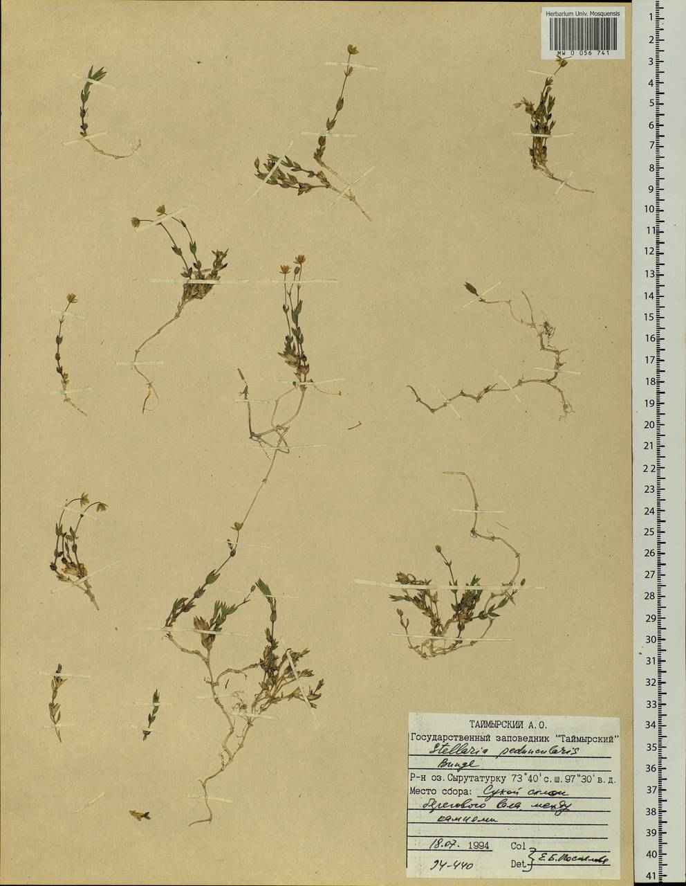 Stellaria peduncularis Bunge, Siberia, Central Siberia (S3) (Russia)