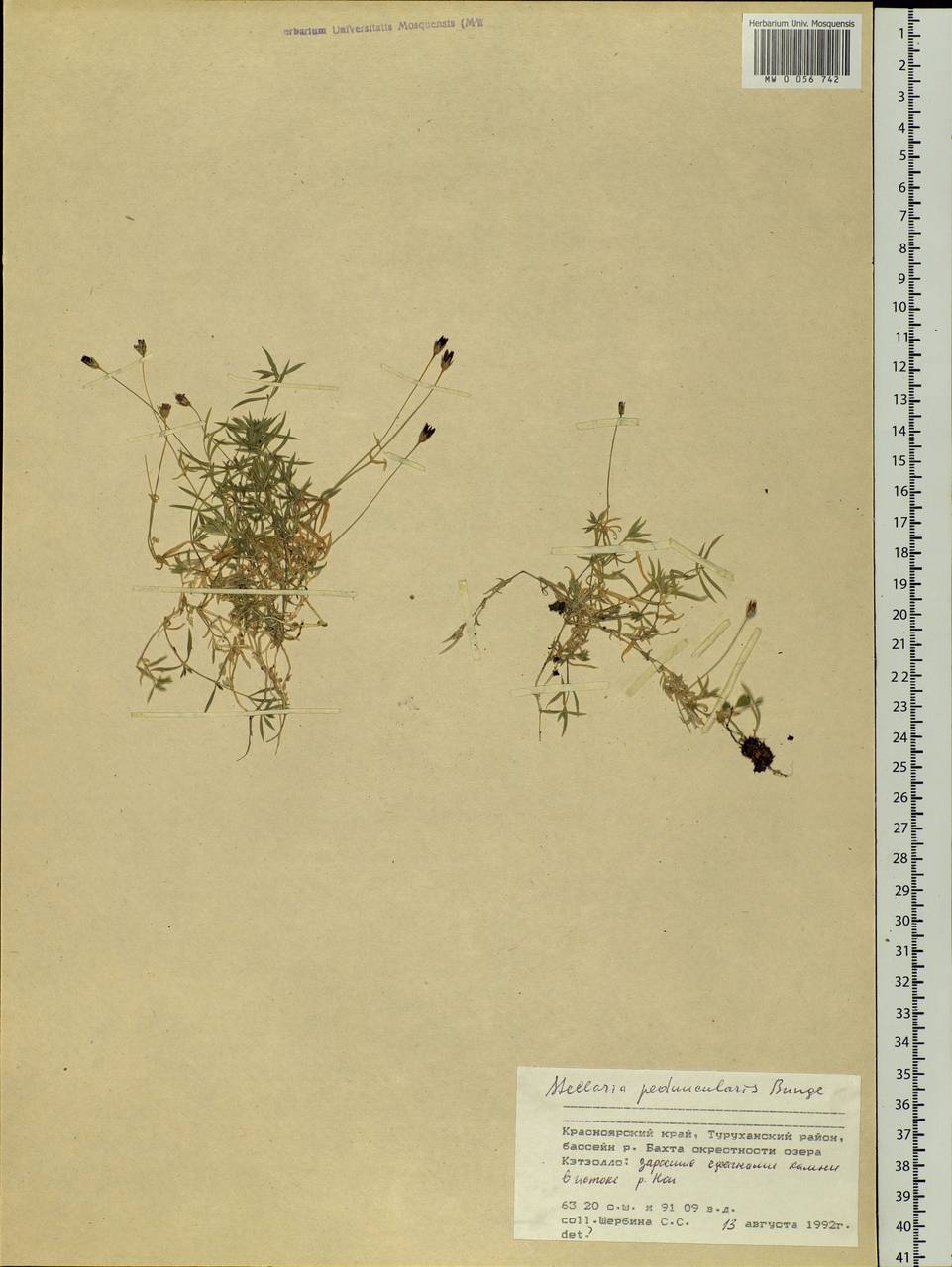 Stellaria peduncularis Bunge, Siberia, Central Siberia (S3) (Russia)