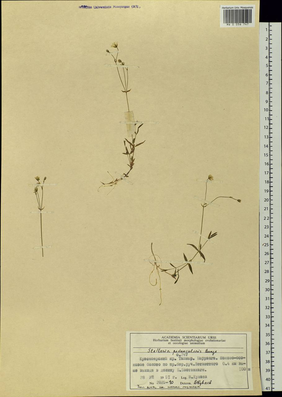 Stellaria peduncularis Bunge, Siberia, Central Siberia (S3) (Russia)