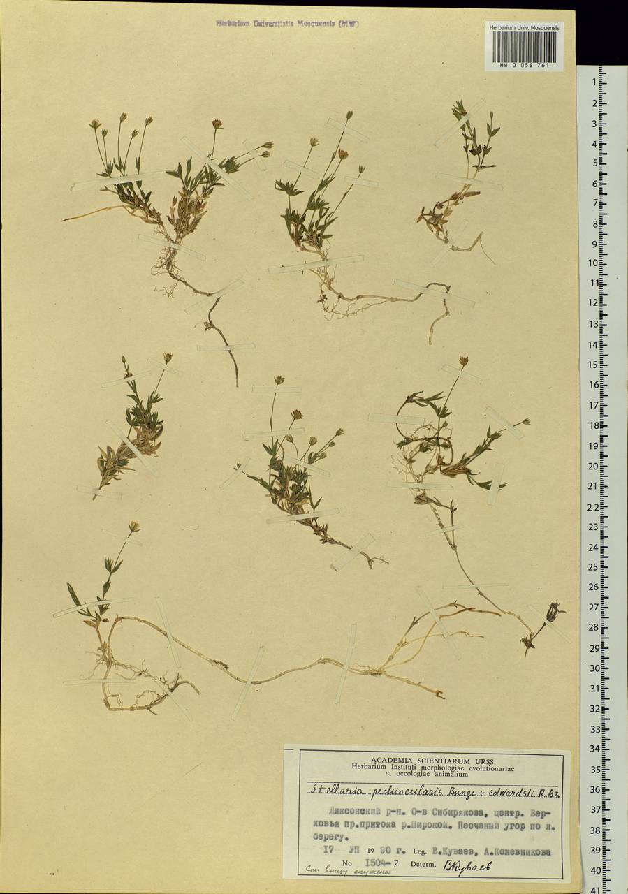 Stellaria peduncularis Bunge, Siberia, Central Siberia (S3) (Russia)